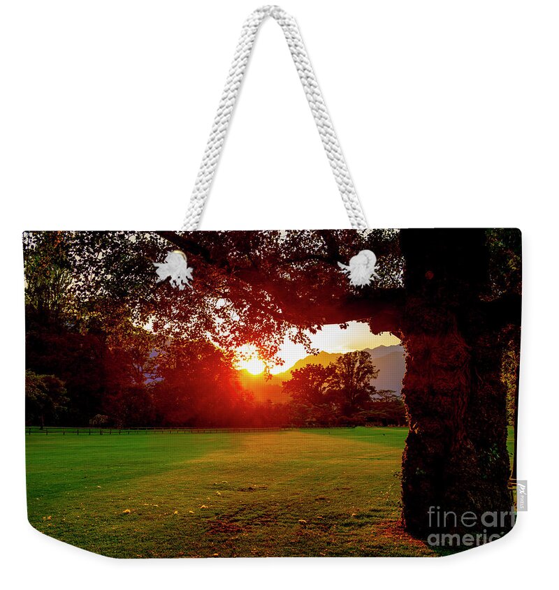 Tree Weekender Tote Bag featuring the photograph Tree and Sunset #1 by Mats Silvan