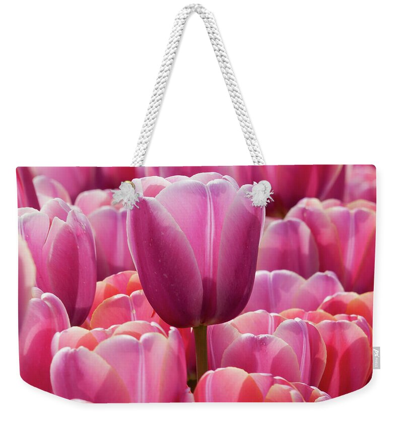 Color Image Weekender Tote Bag featuring the photograph Tulip Blooms #1 by Bob Zuber