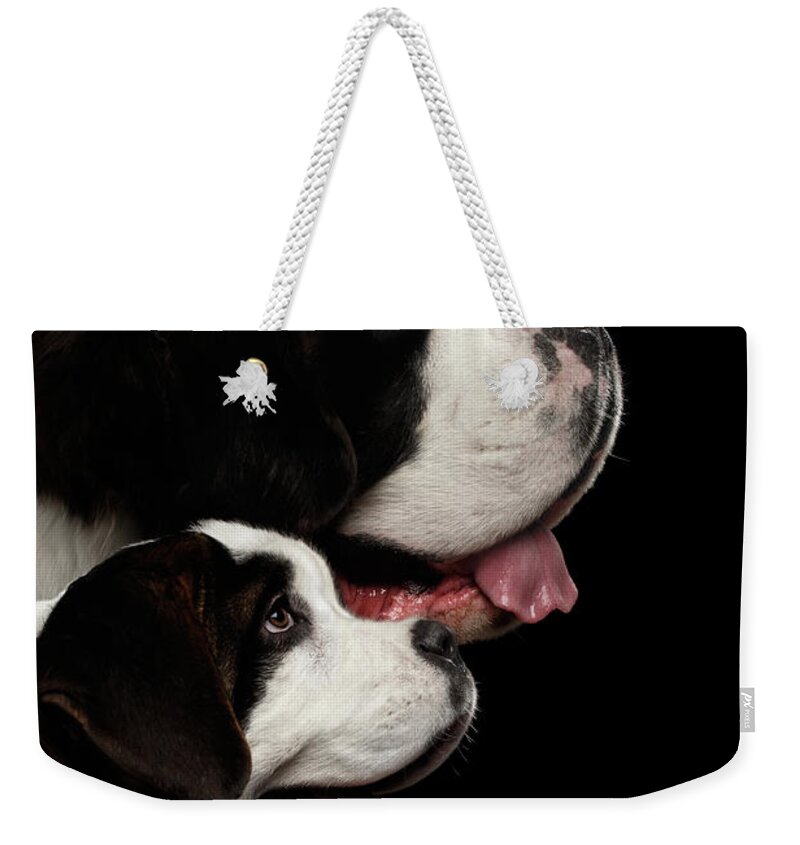 Dog Weekender Tote Bag featuring the photograph Two Saint Bernard Dog, Puppy and her Mom on Isolated Black Background by Sergey Taran