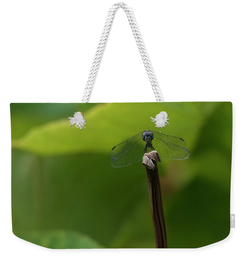 Dragonfly Weekender Tote Bag featuring the photograph Vigilance by Holly Ross