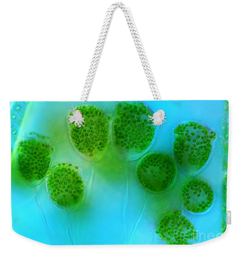 Vorticella Weekender Tote Bag featuring the photograph Vorticella, Polarized Lm #1 by Marek Mis