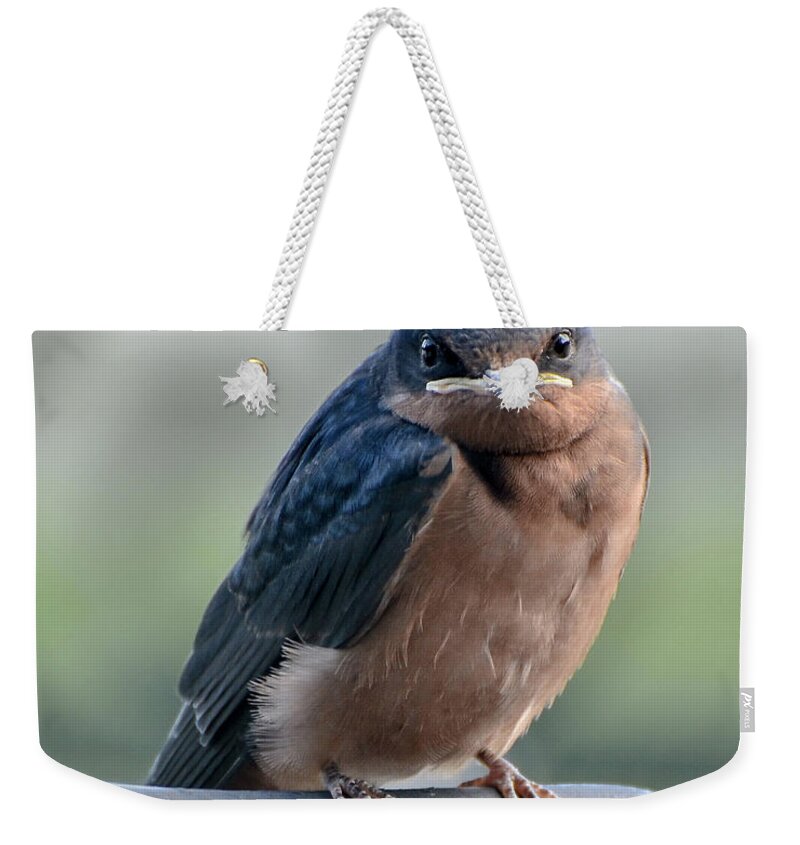 Barn Swallow Weekender Tote Bag featuring the photograph What a Face by Amy Porter