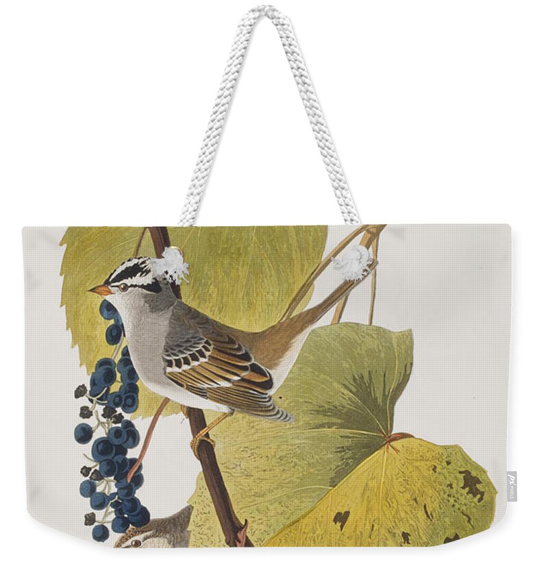 Audubon Weekender Tote Bag featuring the painting White-crowned Sparrow by John James Audubon
