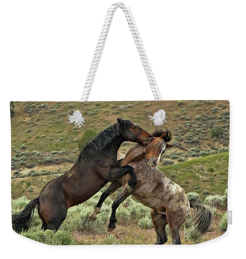 Horse Weekender Tote Bag featuring the photograph Wild Mustang Stallions Fighting #1 by Waterdancer