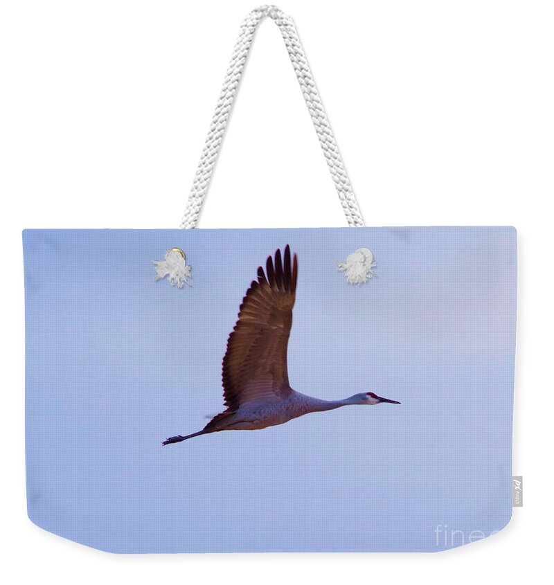 Bird Weekender Tote Bag featuring the photograph With wings spread #1 by Jeff Swan