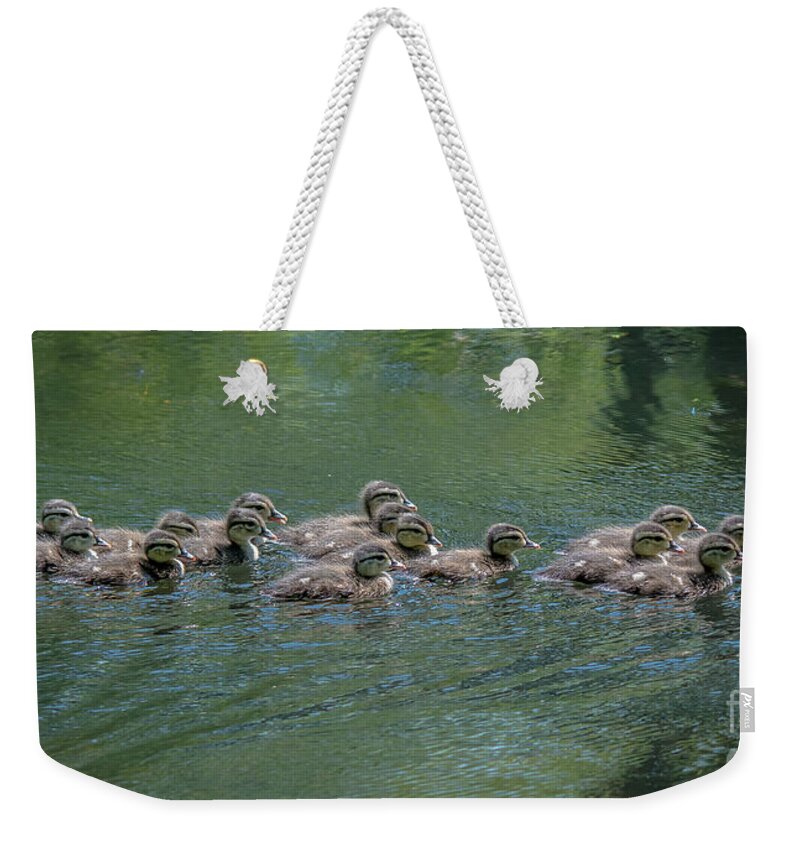 Wood Duck Weekender Tote Bag featuring the photograph Wood Ducklings Swimming #1 by Cheryl Baxter