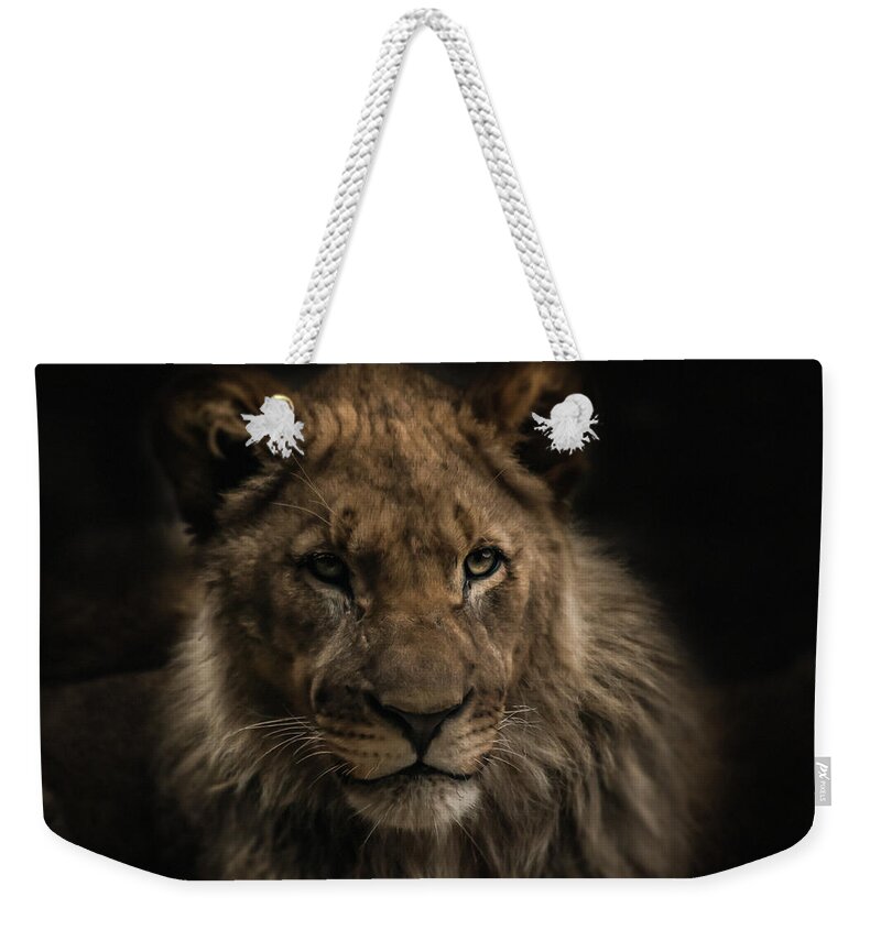 Lion Weekender Tote Bag featuring the photograph Young Lion #1 by Christine Sponchia