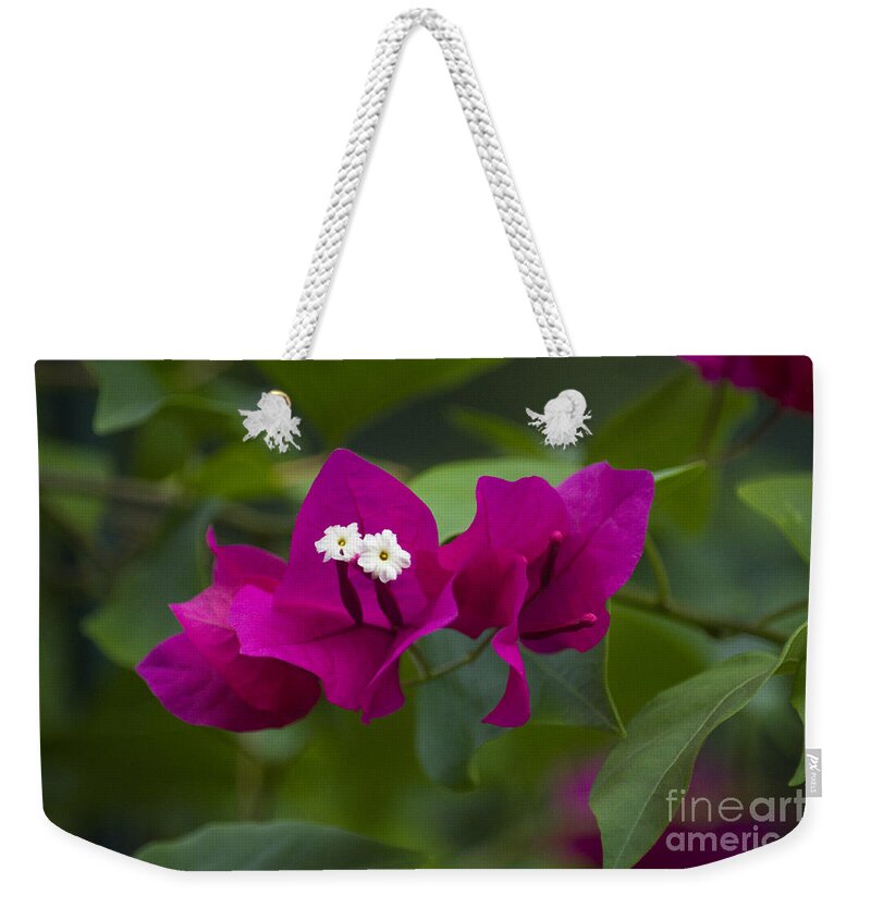 Bougainvillea Weekender Tote Bag featuring the photograph 10- Bougainvillea by Joseph Keane