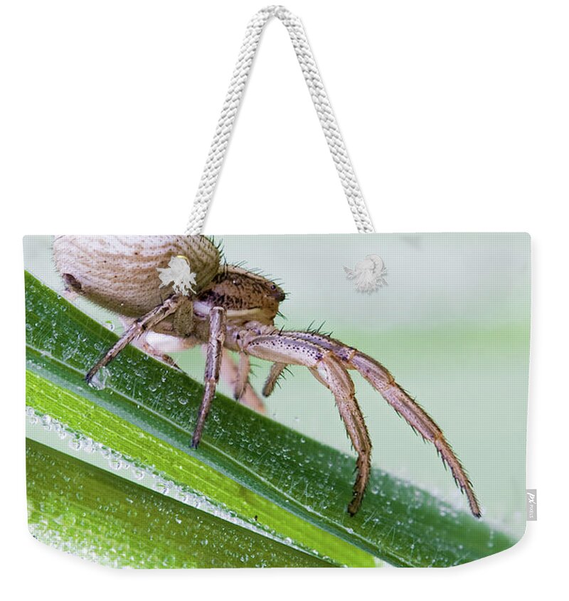 Spider Weekender Tote Bag featuring the photograph Spider #10 by Jackie Russo