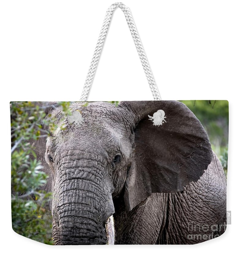 Africa Weekender Tote Bag featuring the photograph 1047 African Elephant by Steve Sturgill