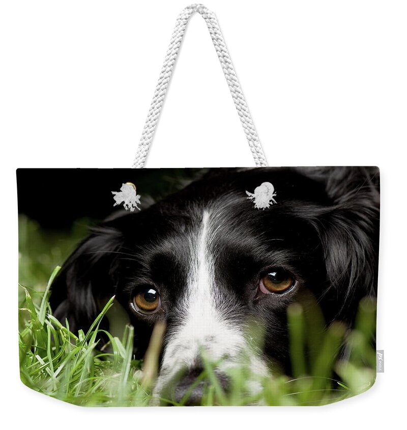 Dog Weekender Tote Bag featuring the photograph Dog #12 by Jackie Russo