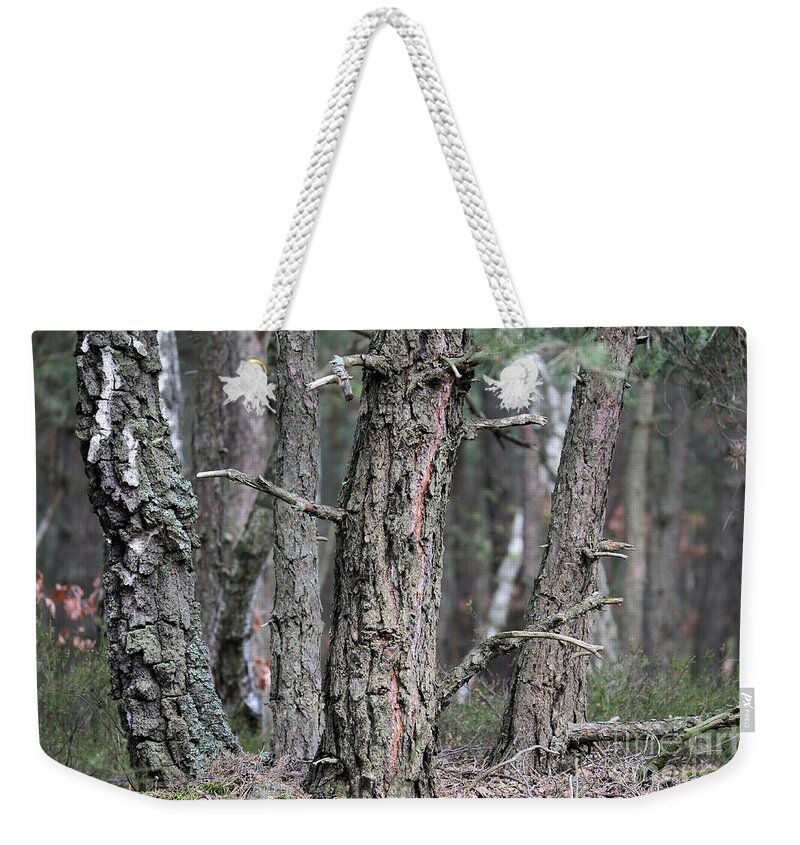 Forest Weekender Tote Bag featuring the photograph Pine Trees by Dariusz Gudowicz