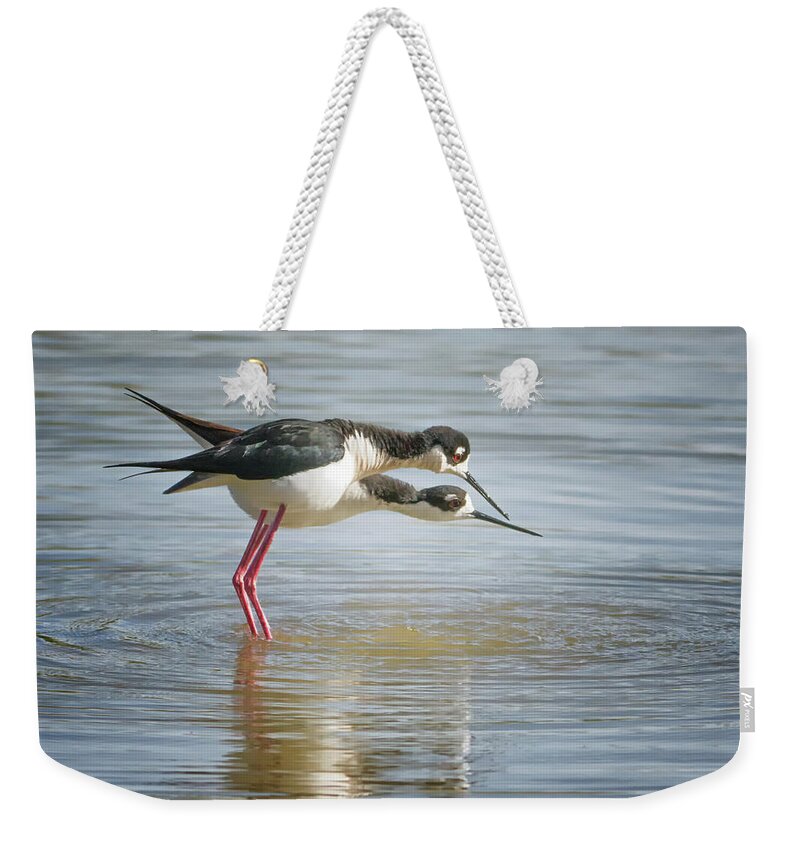 Black-necked Weekender Tote Bag featuring the photograph Black-necked Stilt #16 by Tam Ryan