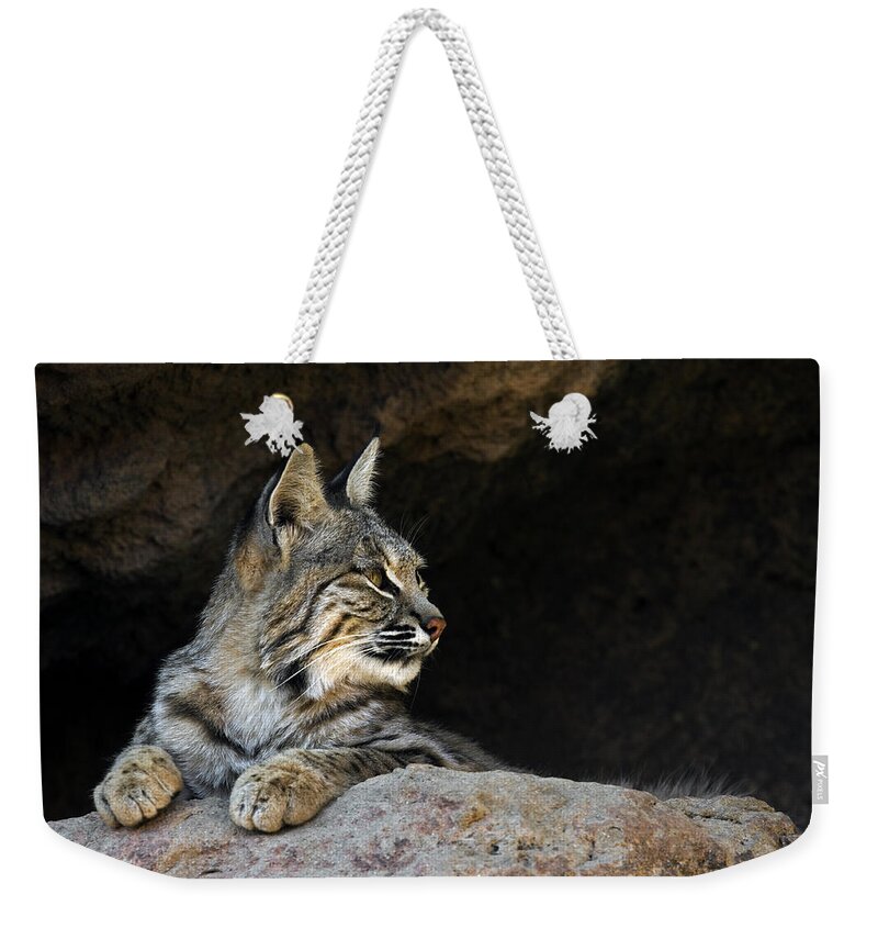 Bobcat Weekender Tote Bag featuring the photograph Bobcat by Arterra Picture Library