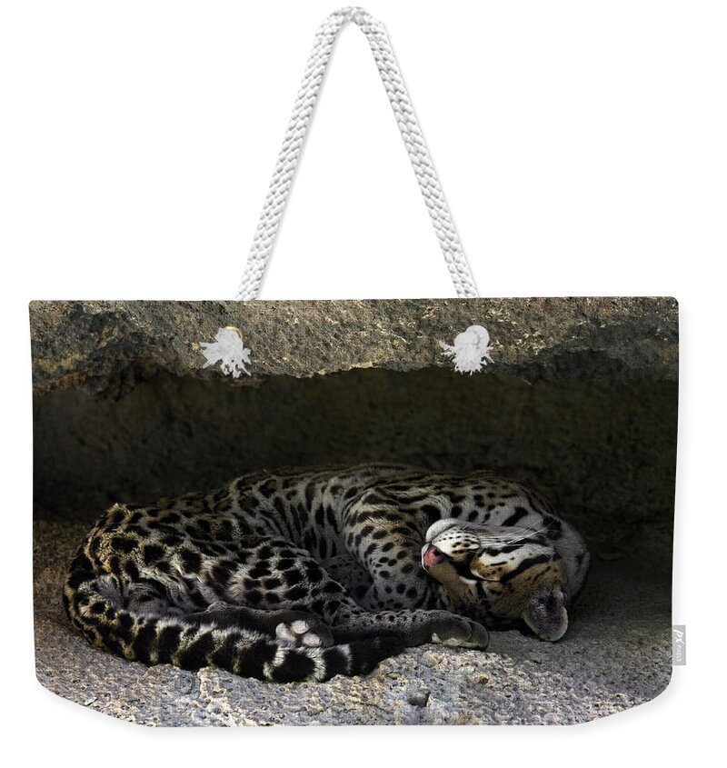 Ocelot Weekender Tote Bag featuring the photograph Ocelot sleeping by Arterra Picture Library