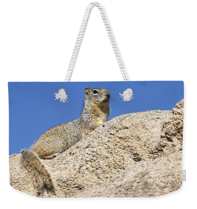 Rock Squirrel Weekender Tote Bag featuring the photograph 160115p173 by Arterra Picture Library