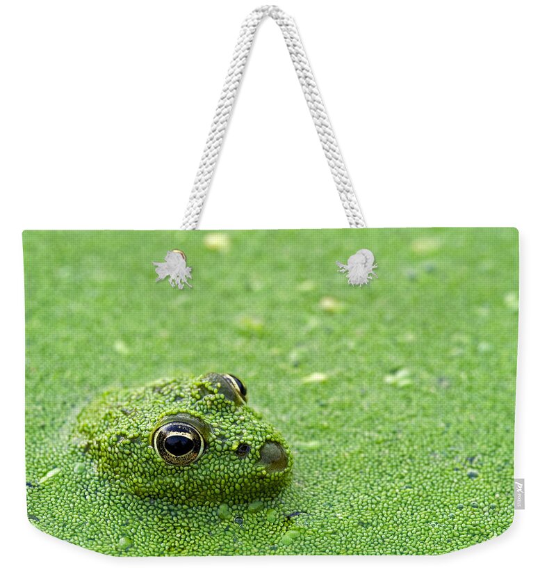 Edible Frog Weekender Tote Bag featuring the photograph Camouflage by Arterra Picture Library