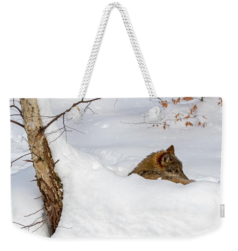 Gray Wolf Weekender Tote Bag featuring the photograph Wolf in Winter by Arterra Picture Library
