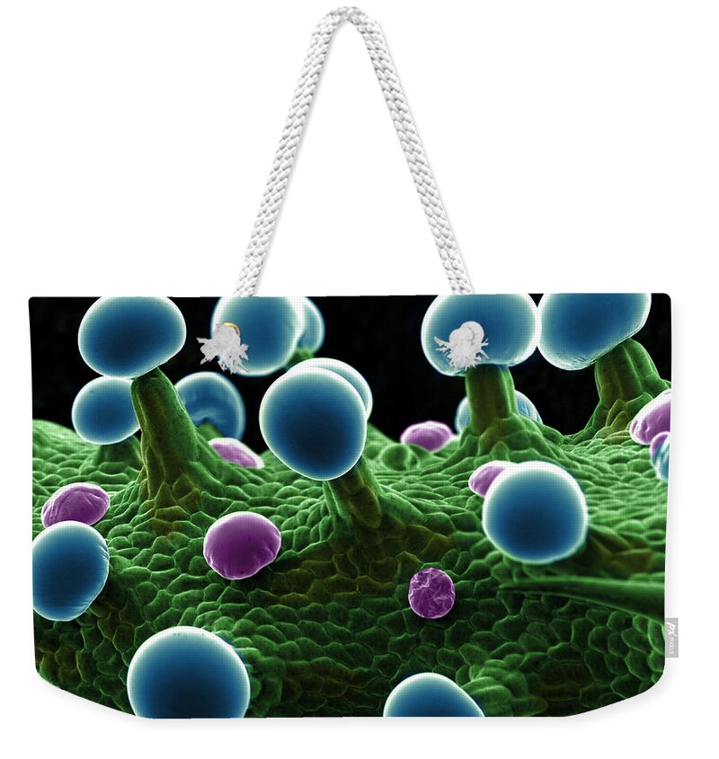 Biological Weekender Tote Bag featuring the photograph Cannabis Trichomes, SEM #18 by Ted Kinsman