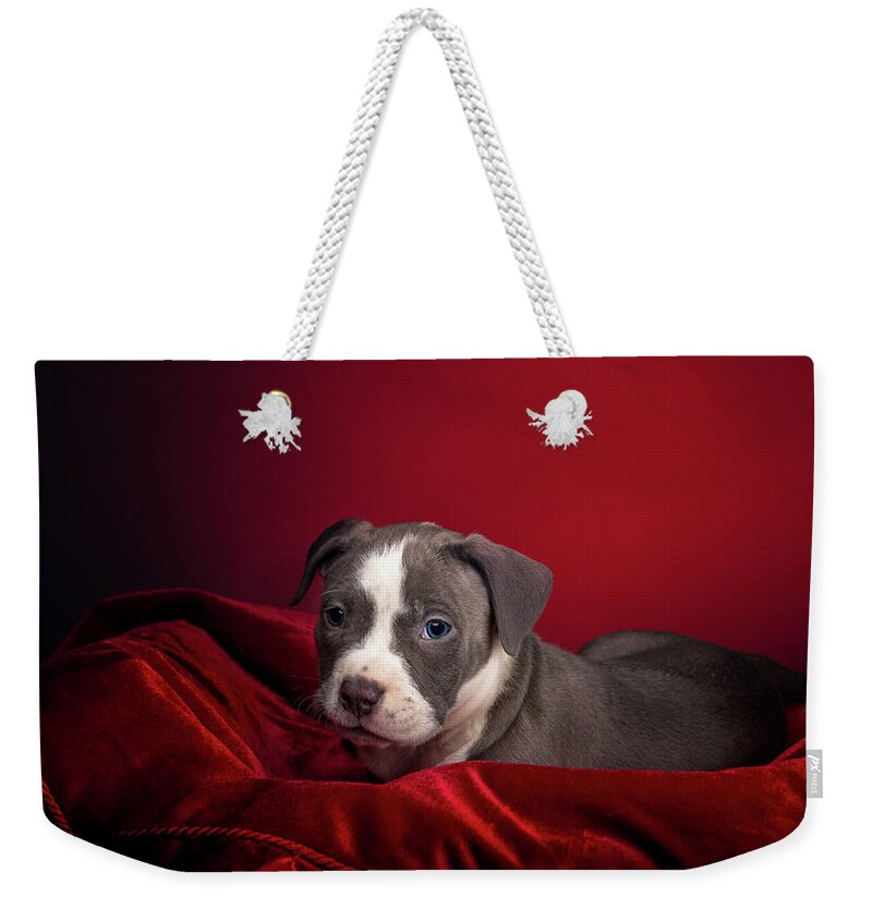 Adorable Weekender Tote Bag featuring the photograph American Pitbull Puppy by Peter Lakomy