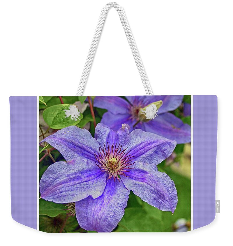 Clematis Weekender Tote Bag featuring the photograph Blue Mist Clematis #3 by Margie Wildblood