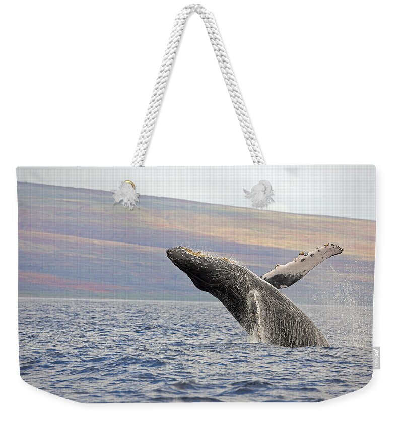 Outdoors Weekender Tote Bag featuring the photograph Breaching Humpback Whale Megaptera #2 by Dave Fleetham