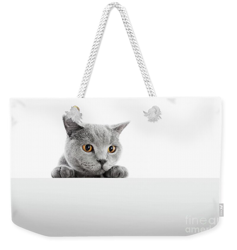 Cat Weekender Tote Bag featuring the photograph British Shorthair cat isolated on white. Hunting #2 by Michal Bednarek
