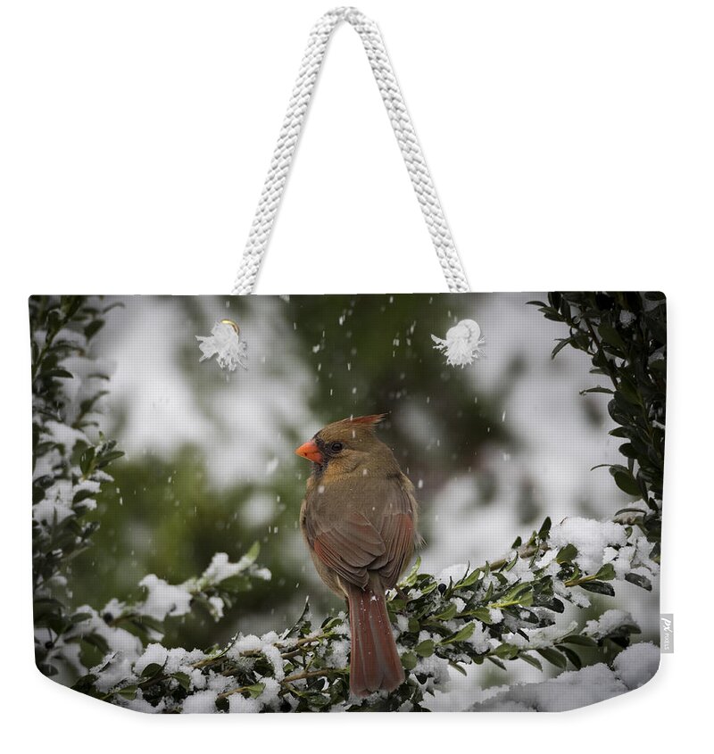 Bird Weekender Tote Bag featuring the photograph Cardinal in Snow #2 by David Kay