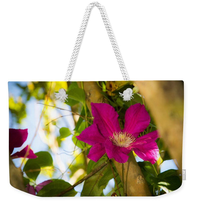 Clematis Weekender Tote Bag featuring the photograph Clematis in Bloom #2 by Barry Jones