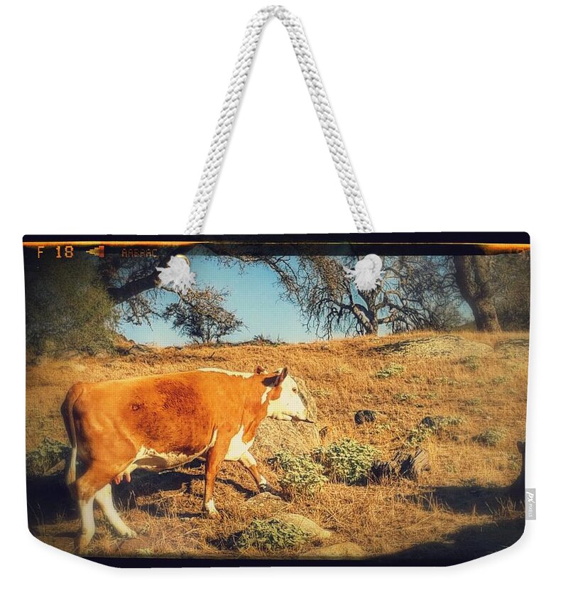 Cow Weekender Tote Bag featuring the photograph Cow #2 by Jackie Russo