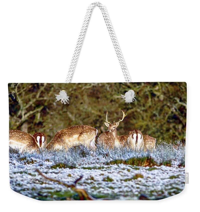Animal Weekender Tote Bag featuring the photograph Fallow Deer in England #2 by Chris Smith