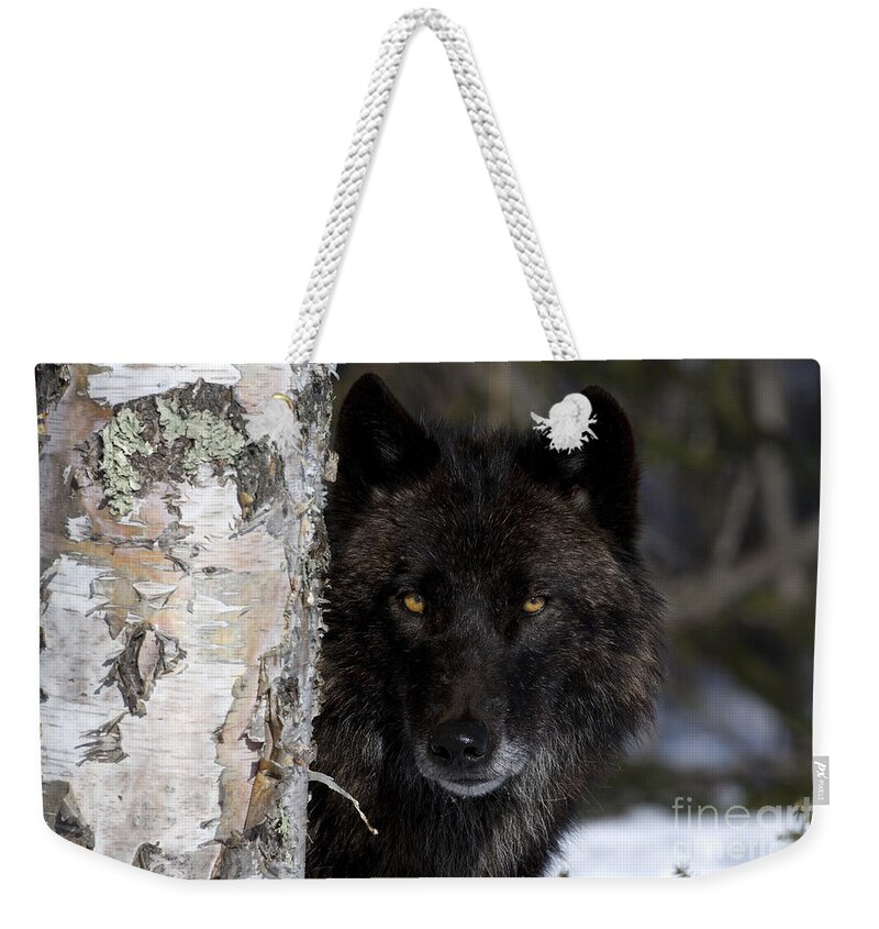 Gray Wolf Weekender Tote Bag featuring the photograph Gray Wolf by Jean-Louis Klein and Marie-Luce Hubert