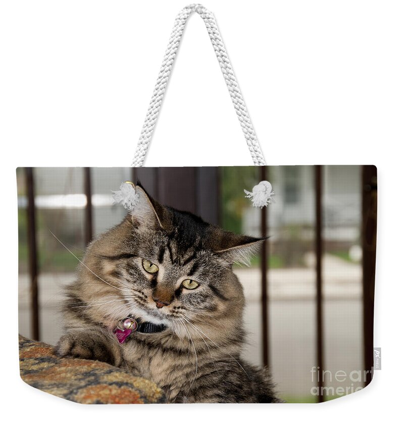 Nature Weekender Tote Bag featuring the photograph Maine Coon Cat #2 by William H. Mullins