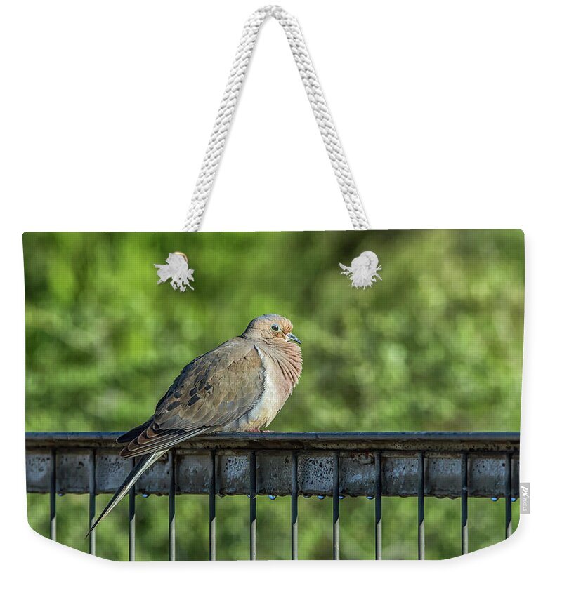 Mourning Weekender Tote Bag featuring the photograph Mourning Dove #2 by Tam Ryan