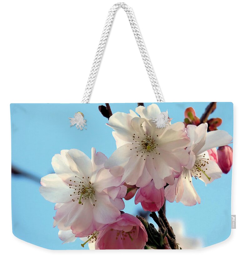 Pink Cherry Blossoms Weekender Tote Bag featuring the photograph Pink Cherry Blossoms by Janice Drew