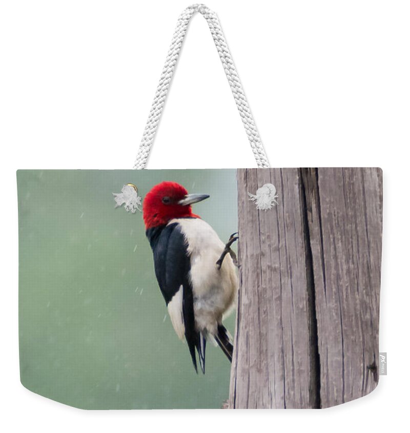 Red Headed Woodpecker Weekender Tote Bag featuring the photograph Red Headed Woodpecker #2 by Holden The Moment