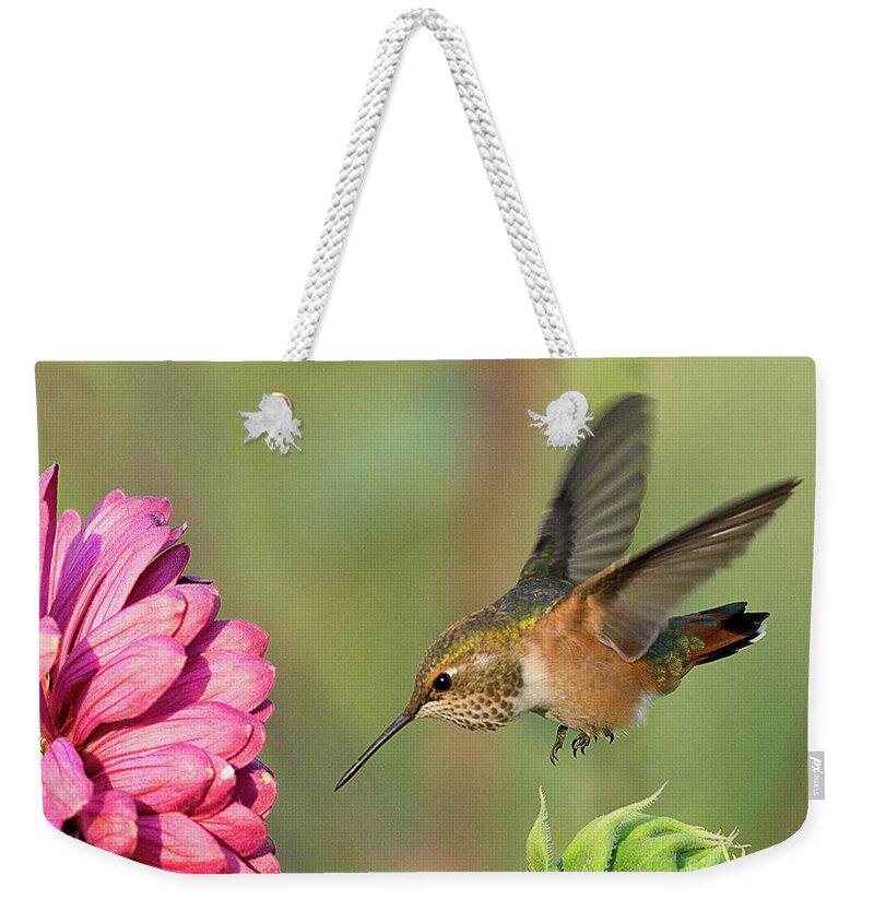 Bird Weekender Tote Bag featuring the photograph Rufous Hummingbird #2 by Dennis Hammer