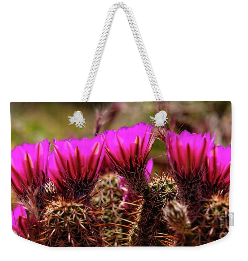 Arizona Weekender Tote Bag featuring the photograph Sedona Cactus Flower #2 by Raul Rodriguez