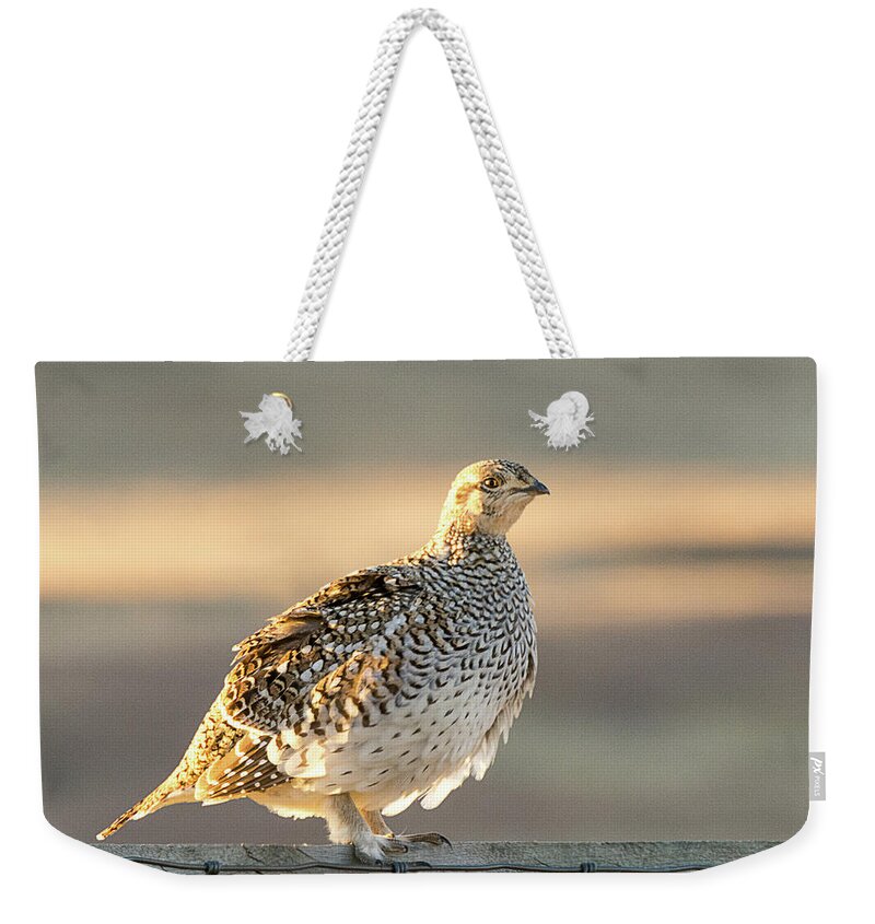 Bird Weekender Tote Bag featuring the photograph Sharp Tailed Grouse #2 by Dennis Hammer