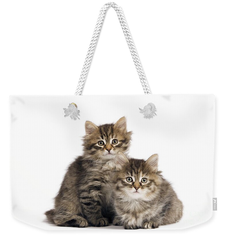Cat Weekender Tote Bag featuring the photograph Siberian Kittens #2 by Jean-Michel Labat
