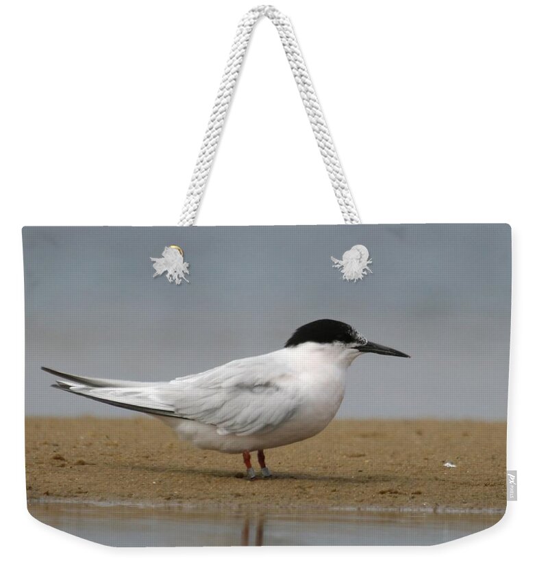 Tern Weekender Tote Bag featuring the photograph Tern #2 by Jackie Russo
