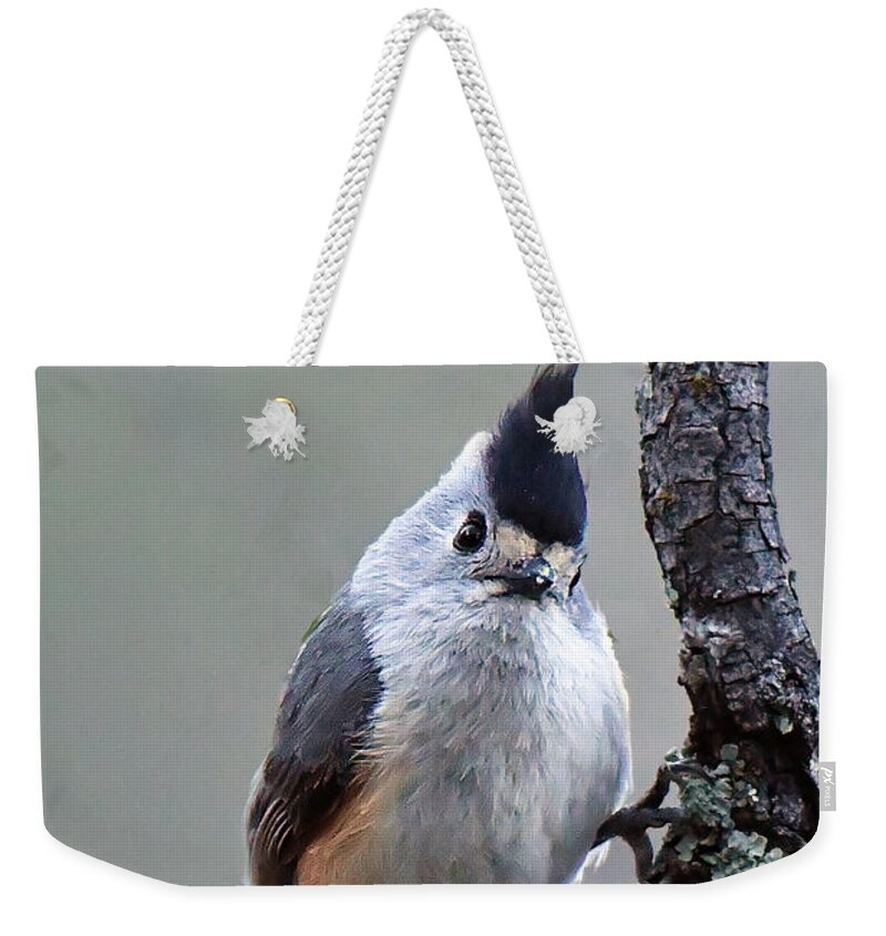 Bird Weekender Tote Bag featuring the photograph Tufted Titmouse #2 by Alan Lenk