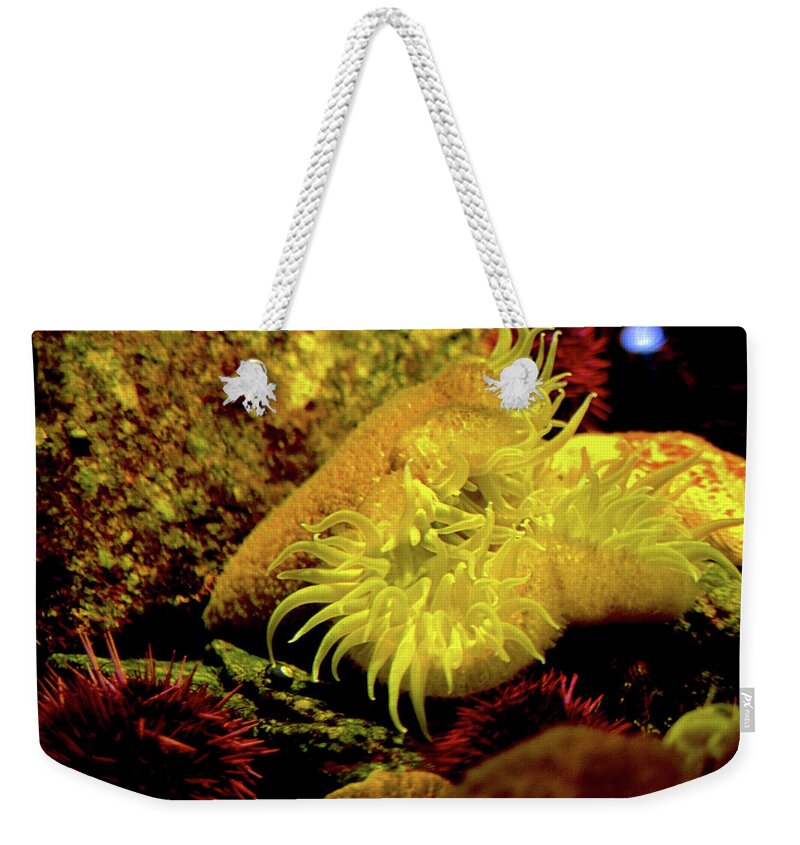 Sea Urchins Weekender Tote Bag featuring the photograph Sea Urchins by Kathy Corday