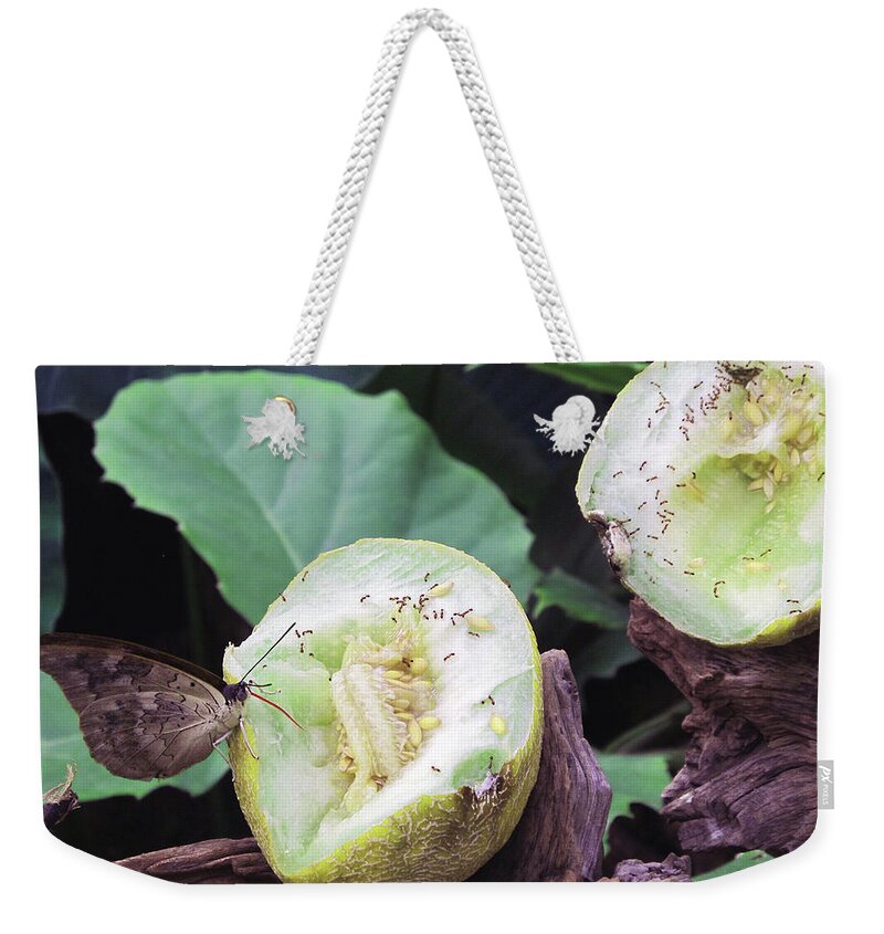Nature Weekender Tote Bag featuring the photograph Butterfly Buffet by Kathy Corday