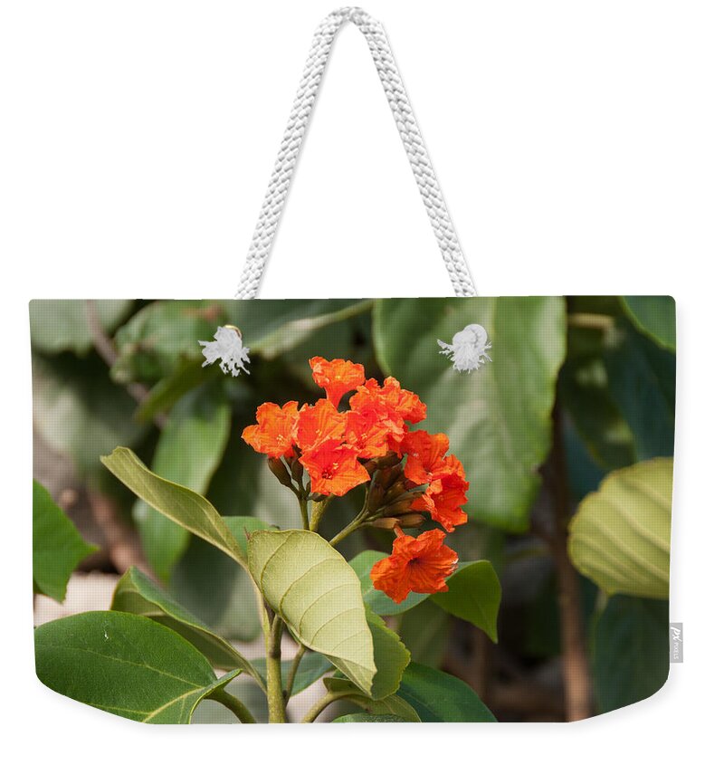 Mexico Quintana Roo Weekender Tote Bag featuring the digital art Tulum Ruins #23 by Carol Ailles