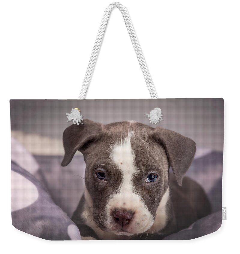 Adorable Weekender Tote Bag featuring the photograph American Pitbull Puppy #3 by Peter Lakomy