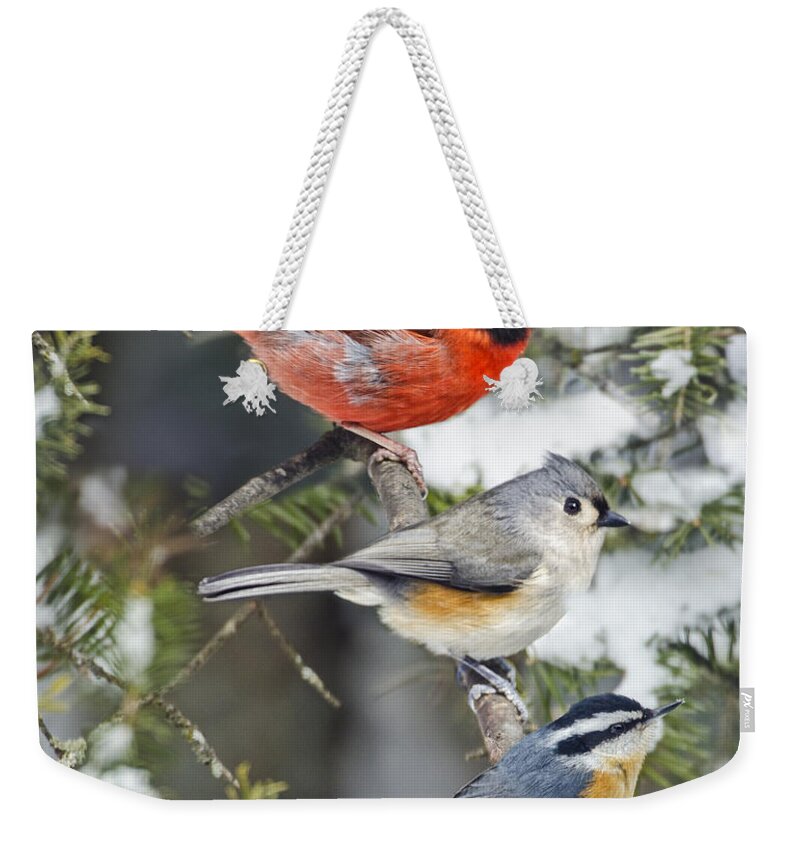 Birds On Snowy Limb Weekender Tote Bag featuring the photograph Birds of a Feather #3 by Peg Runyan