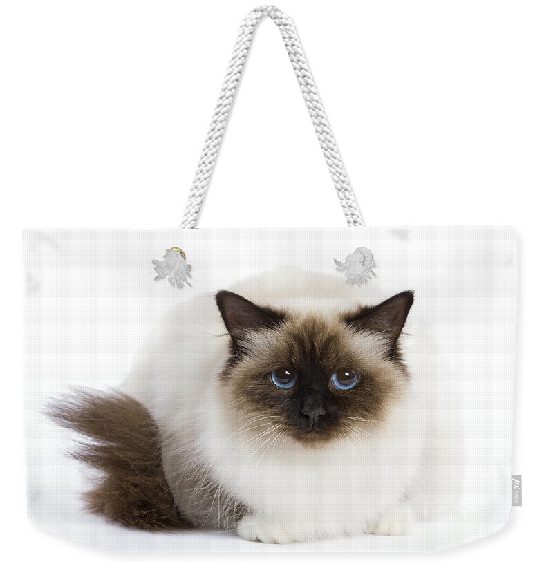 Cat Weekender Tote Bag featuring the photograph Birman Cat by Jean-Michel Labat