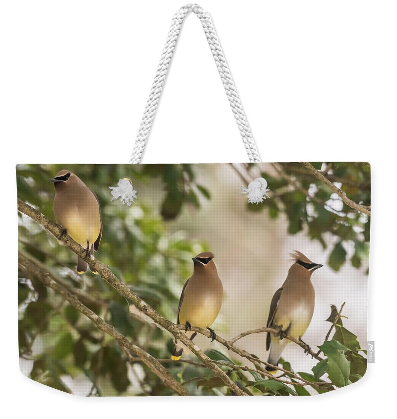 Terry D Photography Weekender Tote Bag featuring the photograph 3 Cedar Waxwings by Terry DeLuco