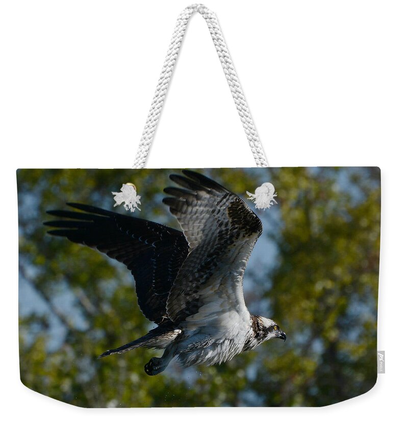 Osprey Weekender Tote Bag featuring the photograph Emergence #3 by Fraida Gutovich